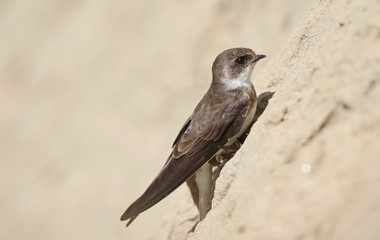 Swallow Sand Martin background, riparia riparia