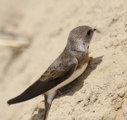 Swallow Sand Martin background, riparia riparia
