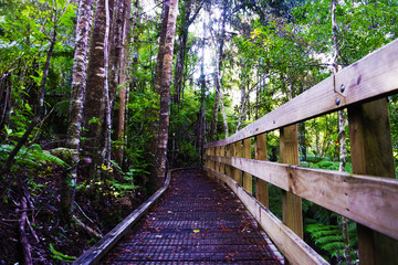 Wooden walkway in the forest