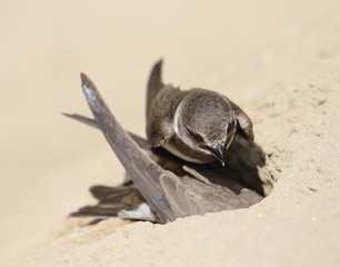 Swallow Sand Martin background, riparia riparia