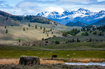 Fototapeta premium Lone Bison in Yellowstone