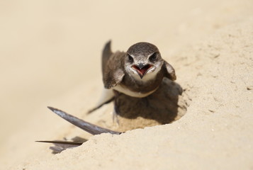 Swallow Sand Martin background, riparia riparia