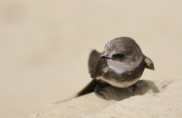 Swallow Sand Martin background, riparia riparia