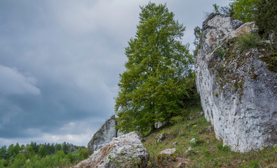 widok na skały i drzewo © Mariusz Sowula