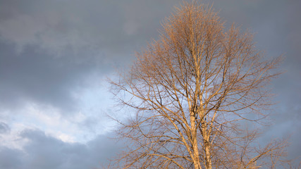 drzewo na tle zachmurzonego nieba © Mariusz Sowula