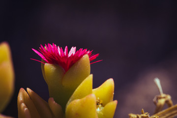 Pinke Blüte © Sandwurm79