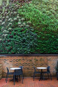 Green Wall In Loft Cafe Interior. Eco Architecture. Ecology And Green Living In An Urban City Environment. An Exterior Wall Covered With A Green Plant. Abstract Background. Vertical Card.