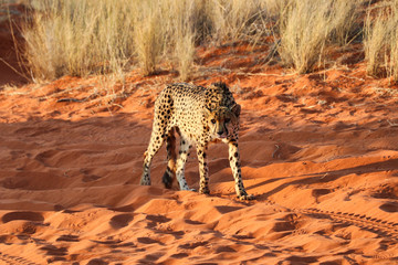 cheetah (acinonyx jubatus) - Namibia, Africa