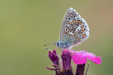 Adonis Blue butterfly (Lysandra bellargus) perched on pink wild flower 