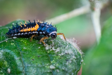 Larva of a ladybird on a leaf in spring