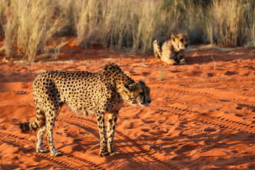cheetah (acinonyx jubatus) - Namibia, Africa