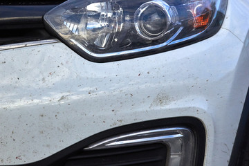 midges insects on the bumper and hood of the car