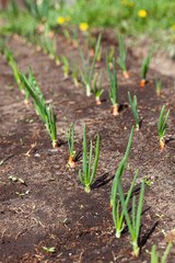 onions in the garden