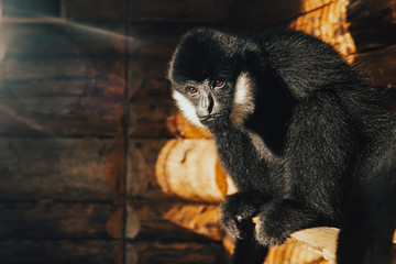 Wild monkey alone in animal zoo nature