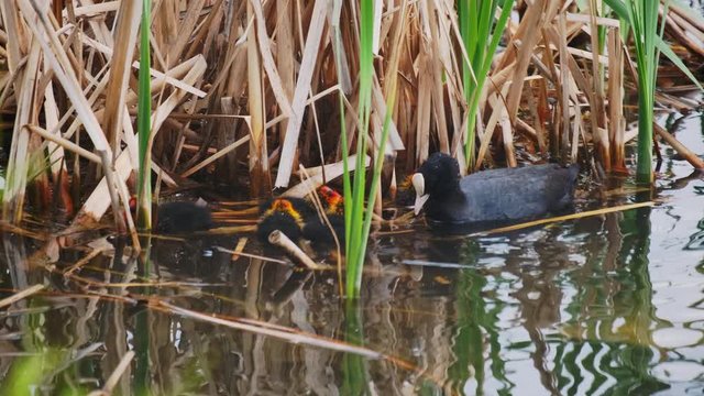 Stack of footage: Eurasian coot (Fulica atra), also known as the common coot, is a member of the rail and crake bird family, the Rallidae. Eurasian coot (Fulica atra) with baby coot chicks. 4k. 60 fps