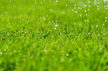 Beautiful green lawn with vivid green tones and artificial watering capturing the water drops mid-air in spring