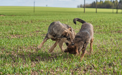 Two dogs run across the field. They play on a green meadow.