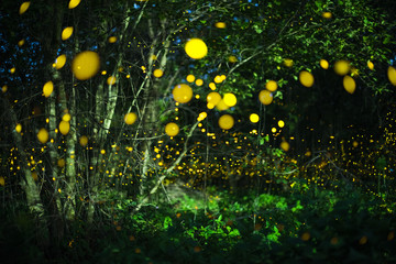 Firefly flying at night in the forest