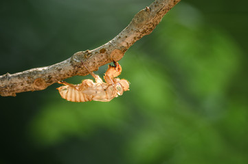 Cicada molt on tree