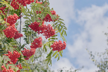 Rowan branches with red berries. Red Rowan berries on the branches of a Rowan tree and green leaves against a blue sky