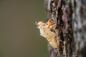 Cicada molt on tree