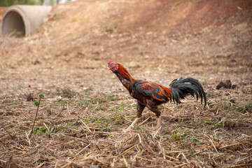 Fighting cock in the outdoors close-up in Thailand.