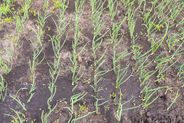 Onion plantation in the vegetable garden. green onions growing in the garden. close-up of onion plantation after the watering
