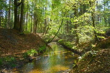 Fototapeta na wymiar Ölbach im Holter Wald, bei Schloß Holte-Stukenbrock, Kreis Gütersloh, Ostwestfalen-Lippe