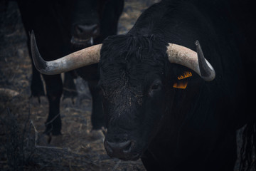 toro de lidia, Ferias, Fiestas,