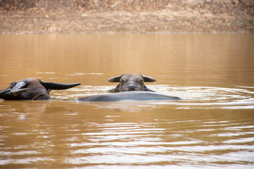 Fototapeta premium Two buffalo in the river