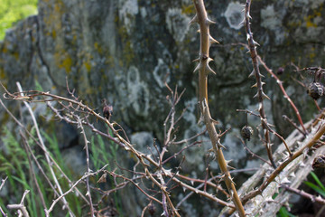 Dry branches of wild rose with thorns on old stone background 