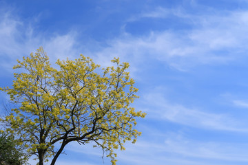Obraz premium A picturesque scene with a tree set against a blue cloudy sky