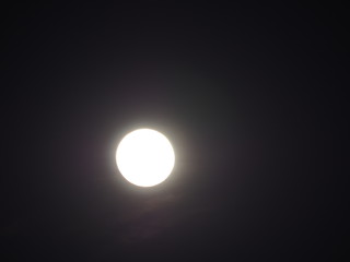 Obraz premium super luna de flores de primavera, de color blanco y grande, mollerussa, lerida, españa, europa