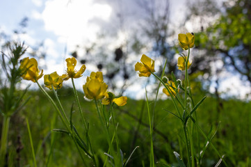 Yellow buttercup (Ranunculus bulbosus) flowers against the sky. Natural floral background