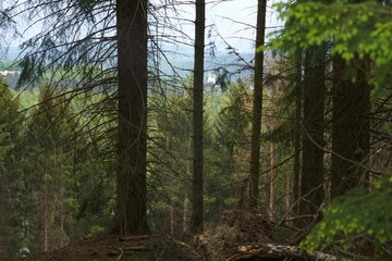 Wald und Wiese im Frühling