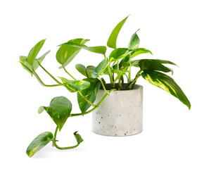Epipremnum aureum (family Araceae) plant in pot