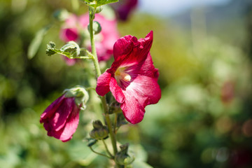 Colorful flowers of botanical garden and rose garden of Ooty Tamilnadu India
