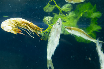 Selective focus dead fish and plastic in the waste water.Envrionmental problem.Water pollution concept.