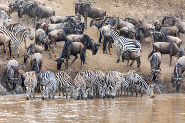 Naklejka na ściany i meble Zebras drinking from the Mara River, Masai Mara, Kenya