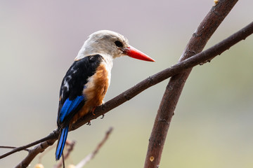 Grey-headed Kingfisher in the Vale Ribeira Grande near the town Cidade Velha, Island Santiago, Cape Verde - 347553305
