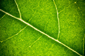 Soft focus green leaf structure background.Macro shot leave surface in microscope.Natural green background.
