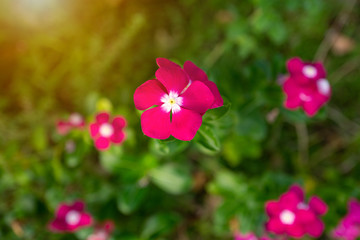 Rose periwinkle flowers in the garden with warm sunlight in morning.