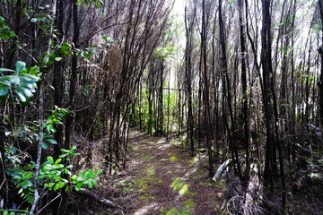 Obraz premium Naked trees in the forest