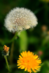 White and yellow dandelions on nature background