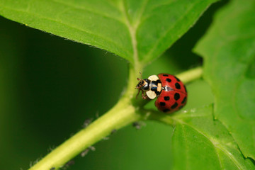 Red ladybug sitting on green leaf
