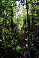 Fototapeta premium Wild vegetation in New Zealand