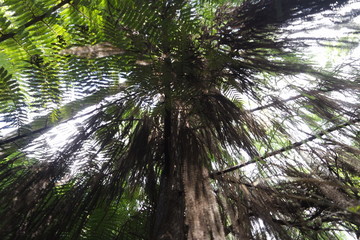 Rainforest tropical vegetation