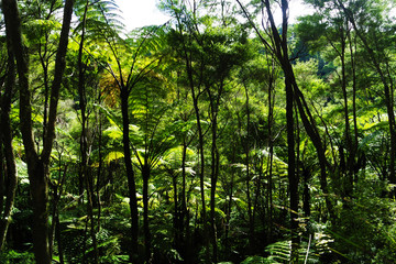Fototapeta premium Wild vegetation