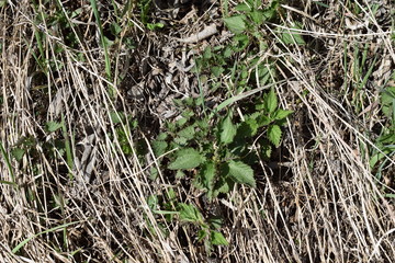 Foliage.Spring