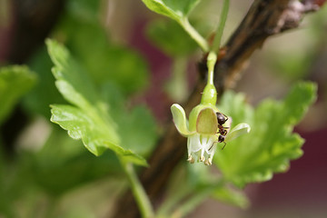 Gooseberry flower on a background of young green leaves